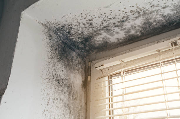Affordable Mold Cleanup solutions in Downers Grove, IL